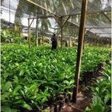 Bibit Kopi Liberika Varietas Liberoid Meranti